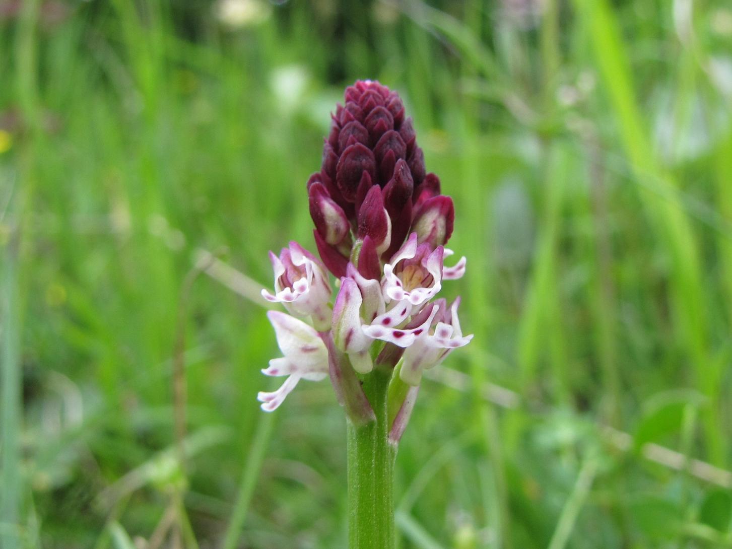 Orchis ustulata